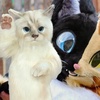 Talking Comics Podcast: Issue #596: What's Your Fursona?