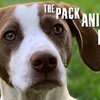 The Lost Dog with Buddha Dog Rescue and Recovery