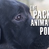 The Breed Standard