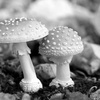 Season 4: Episode 12: Fungal Fun