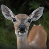 Climate Change is Making It Difficult to Protect Endangered Species