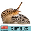 82: Slimy Slugs