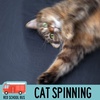 65: Cat Spinning