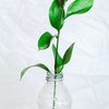 Green Chemistry Invention in K-12
