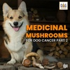Medicinal Mushrooms for Dog Cancer Part 2 | Dr. Robert Silver #189