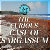 Episode 131 The Curious Case of Sargassum