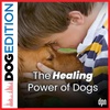Dogs as Healers | Dog Edition #46