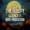 The Sleepy Science of Bird Migration