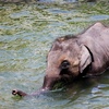 Mini - Swimming Elephants