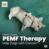 How Does PEMF Therapy Help Dogs with Cancer? | Dr. Erica Ancier #192