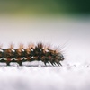 Mini - Rolling Caterpillar Swarm