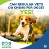Can Regular Vets Do Chemo for Dogs? Yes! | Dr. Kristen Lester #222