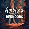 Ambling through the Redwoods
