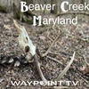 Beaver Creek Maryland - Civil War Battlefield Trout 