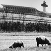Thanksgiving: Seven Things You Didn't Know About Dulles Airport