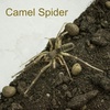 Camel Spider