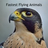 Fastest Flying Animals