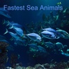 Fastest Sea Animals