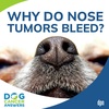 Why Do Nose Tumors Bleed? | Dr. Brooke Britton #197