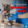 Early Dog Cancer Warning Signs | Dr. David Vail #194