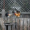 Coming Home to Roost