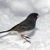 Helping birds in Idaho survive the winter