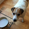 Educating people about dog diabetes