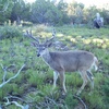 Eddie Willy Coues Deer Hunting Throwback Thurs