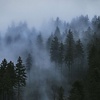 America's Bodhi Trees