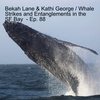 Bekah Lane & Kathi George / Whale Strikes and Entanglements in the SF Bay - Ep. 88