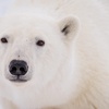 What to do when there's a polar bear in your backyard | Alysa McCall