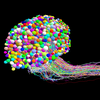 Wiring map reveals how larval fruit fly brain converts sensory signals to movement