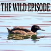 Black-Headed Duck : The Cuckoo Duck