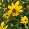 5 Native Plants that Bloom in the Late Fall