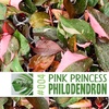 @gabriellaplantsonline | Pink Princess Philodendron
