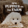 New Puppies on the Farm