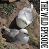 (REBROADCAST) Northern Fulmar : The Foul Gull of St Kilda