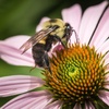 Ask a Bumble Bee: What Flowers Do Bumble Bees Prefer?