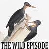 Great Slaty Woodpecker : The Haunted Bird
