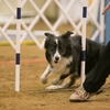 301: Are You Overusing Some Cues in Dog Agility?