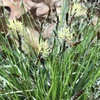 Gardening with Sedges - Mt. Cuba Center Carex Trial