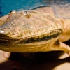 Podcast 229 - Non-Fishable Tetrapods