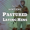 Tips for Wintering Pastured Laying Hens