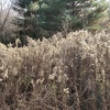 Habitat Management and Observing Nature in the Winter