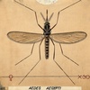 The Disappearing Spoon: When Mosquitoes Cured Insanity