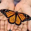 Monarch Butterflies and OE (Ophryocystis elektroscirrha)