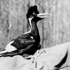 The Death of the Lord God Bird