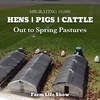 Migrating 10,000 Pigs / Hogs / Cattle Out to Spring Pastures