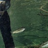 S2 Ep. 10: Trout, Steelhead, and Salmon with John McMillan