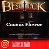 BP230 Cactus Flower